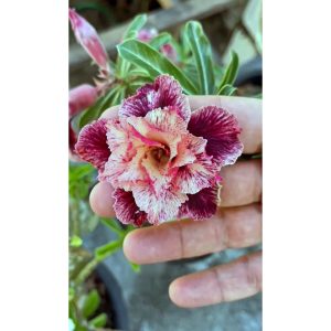 Rosa do Deserto Baby - Rosa Do Deserto Supreme - RDF Baby - RDF Fortaleza