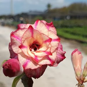 Baby - Rosa do Deserto Orion