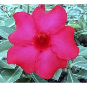 Rosa do Deserto Baby - Rosa do Deserto Mana Roa - RDF Baby - RDF Fortaleza