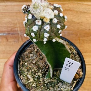 2111 07 Cacto Astrophytum Astérias purple ooibo