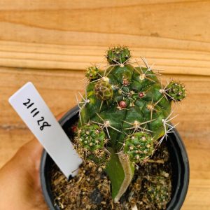 2111 28 Cacto Gymnocalicium Dansii