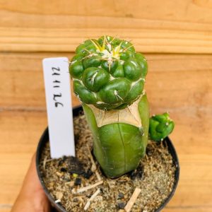 2111 26 Cacto Coryphantha Elephantidens