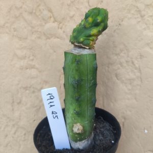 1911 25 Cacto Echinopsis pachanoi f. monstrosa variegata