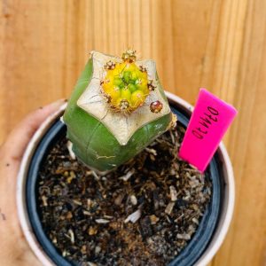 0711 70 Cacto Dansii variegata