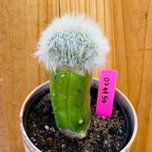 0711 59 Cacto Mammilaria plumosa cristata