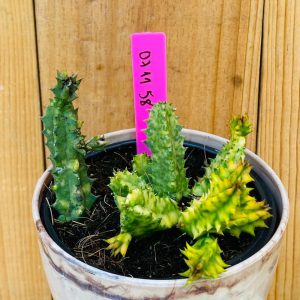 0711 58 Cacto Huernia zebrina f. variegata