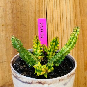 0711 57 Cacto Huernia zebrina f. variegata