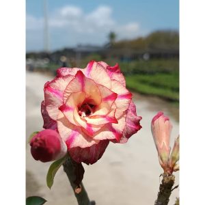 Rosa do Deserto Podadinha - Rosa do Deserto Orion (Mesclada) - Podadinhas - RDF Fortaleza