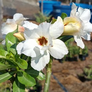 Podadinha - Rosa do Deserto Filha da Lucky White (Branca Buquê)