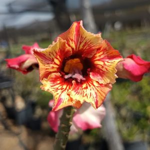 Podadinha - Rosa do Deserto Renda de Fogo Buquê (Laranja)