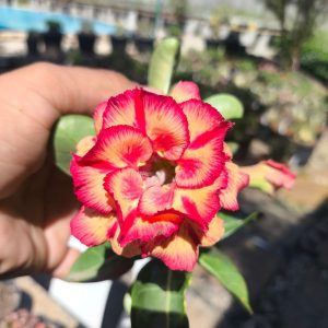 Podadinha - Rosa do Deserto Kora (Mesclada)