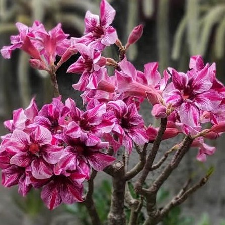 Podadinha - Rosa do Deserto BT05 (Pink)