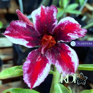 Rosa do Deserto Baby - Rosa do Deserto Grape Beauty - RDF Baby - RDF Fortaleza