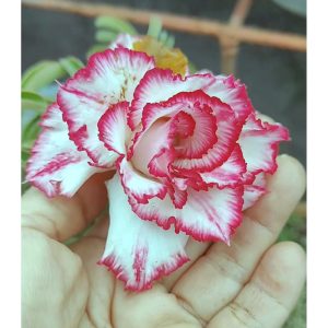 Baby - Rosa do Deserto Cake Tower