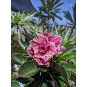 Rosa do Deserto Baby - Rosa Do Deserto Kr 54 - RDF Baby - RDF Fortaleza