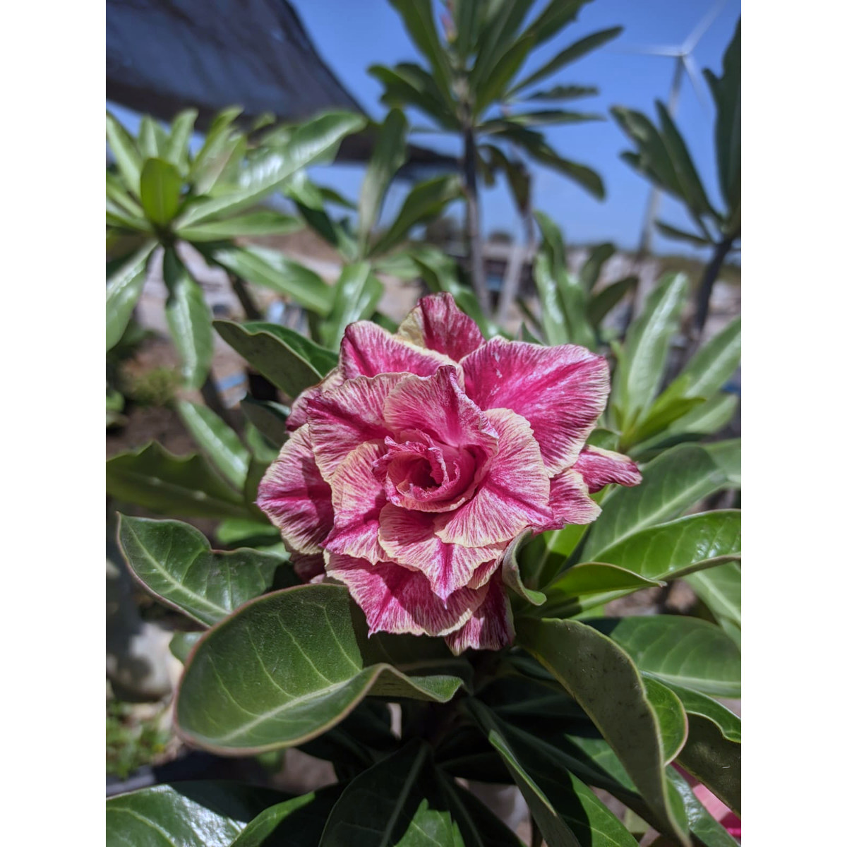 Rosa do Deserto Baby - Rosa Do Deserto Kr 54 - RDF Baby - RDF Fortaleza
