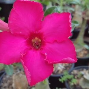 Podadinha - Rosa do Deserto Mana Roa (Pink)