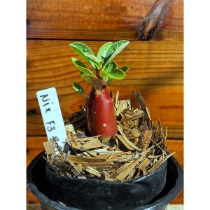 Arabicum Nix F3 red