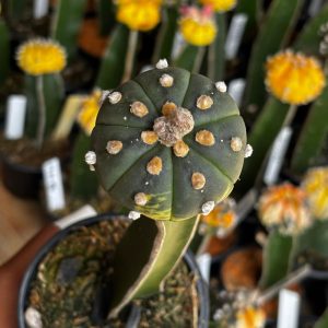 1301 23 Cacto Astrophytum Asterias Variegata ( Enxertado )