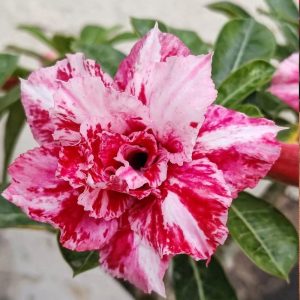 Podadinha - Rosa do Deserto SM1 (Pink)
