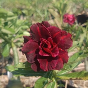 Podadinha - Rosa do Deserto Natividade (Mesclada)