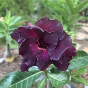 Podadinha - Rosa do Deserto Midnight (Negra)
