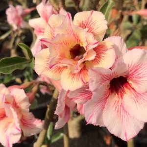 Podadinha - Rosa do Deserto LM 23 (Amarela)
