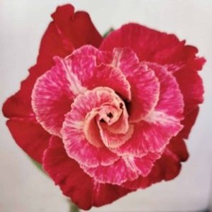 Podadinha - Rosa do Deserto LM 913 (Rosa Florífera)