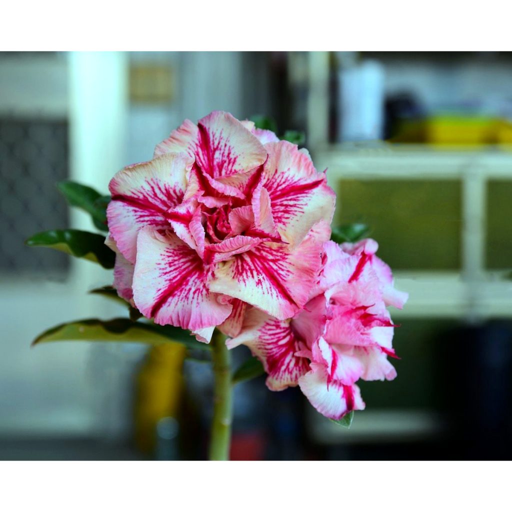 Rosa do Deserto Podadinha - Rosa do Deserto Daisy Love (Pink) - Podadinhas - RDF Fortaleza