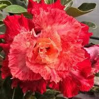 Podadinha - Rosa do Deserto Kr 58 (Laranja)