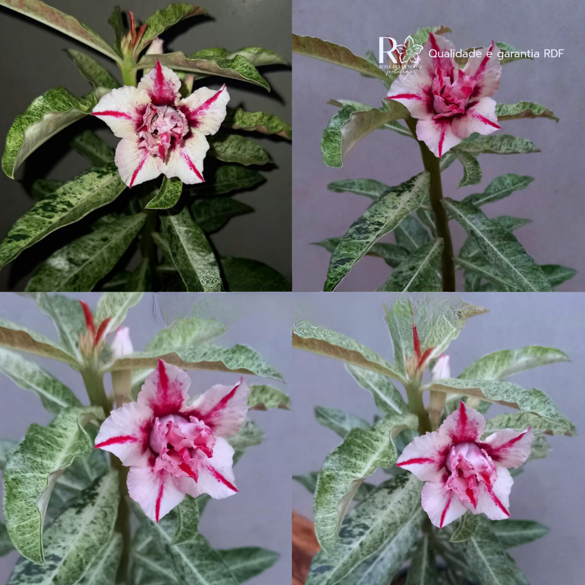 Rosa do Deserto Elegance