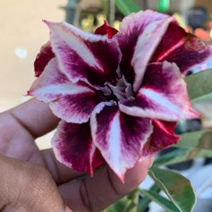Podadinha - Rosa do Deserto Metaverso (Mesclada)