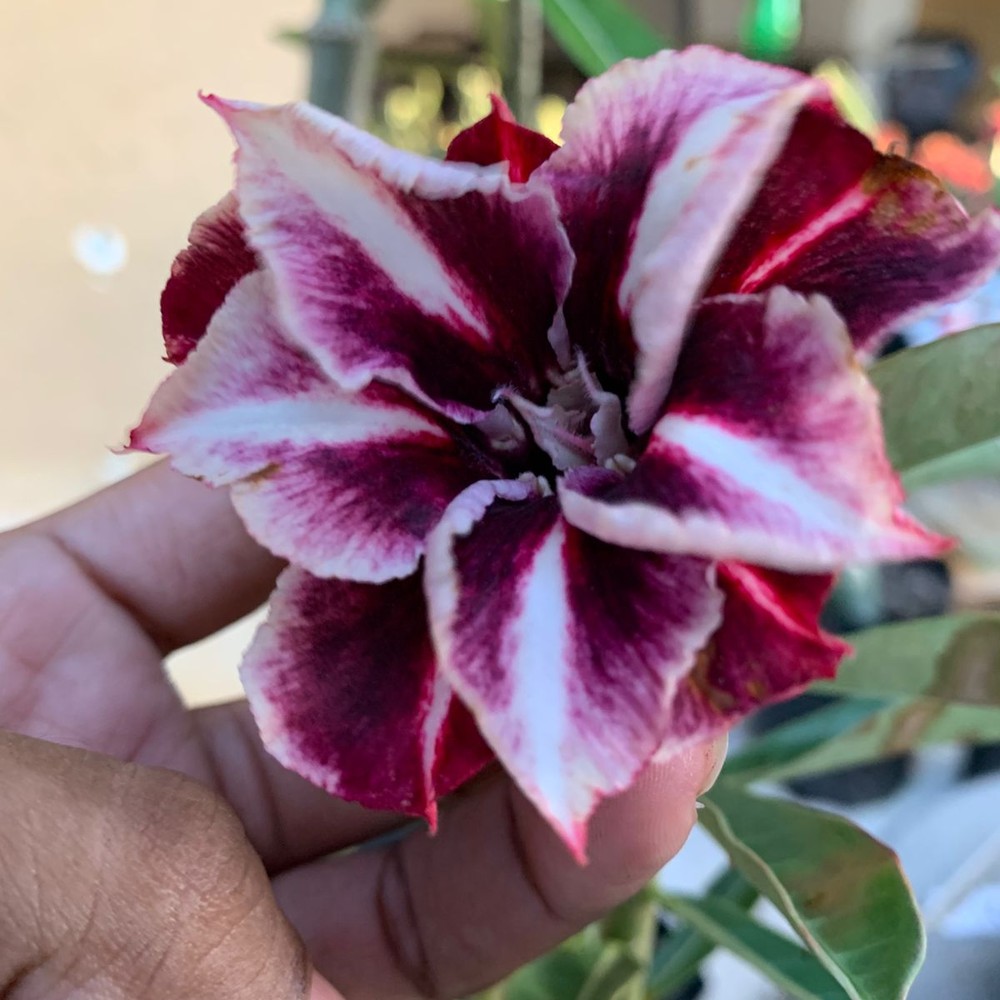 Podadinha - Rosa do Deserto Metaverso (Mesclada)
