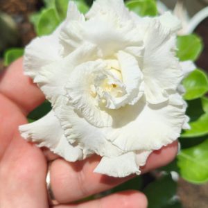 Podadinha - Rosa do Deserto Big White (Branca)