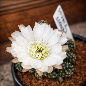 Lobivia Hibridas Branca