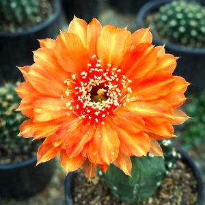 Lobivia Hibridas (TAM 07)