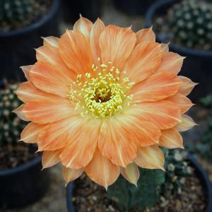 Lobivia Hibridas (TM 04)