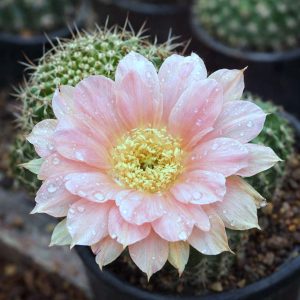 Lobivia Hibridas(WS 182)
