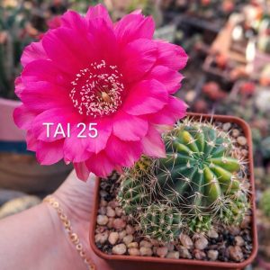 Lobivia Hibridas(TAI 25)