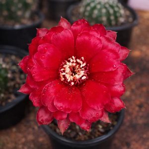 Lobivia Hibridas (SP 80)