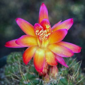 Matucana Polzii