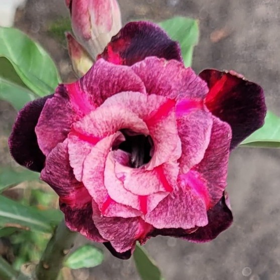 Podadinha - Rosa do Deserto Mustang (Rosa Florífera)