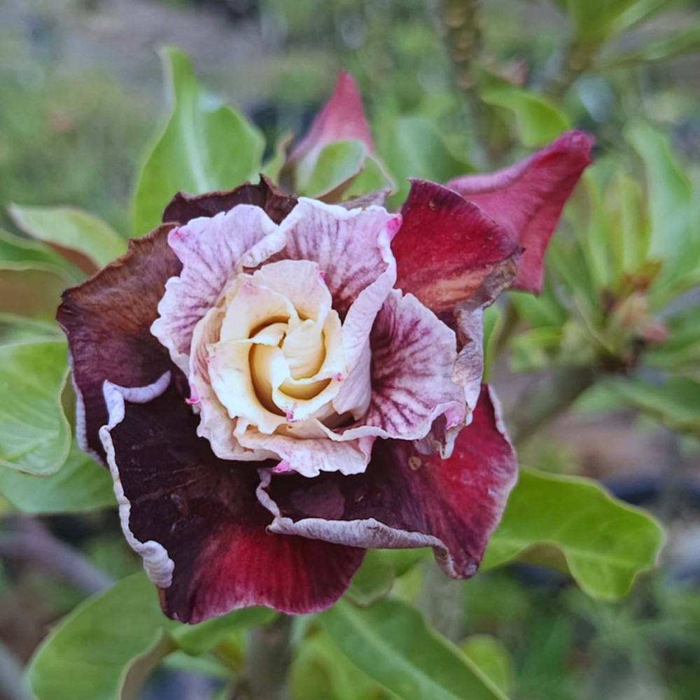 Podadinha - Rosa do Deserto Incrédibles 2 (Vinho Florífera)