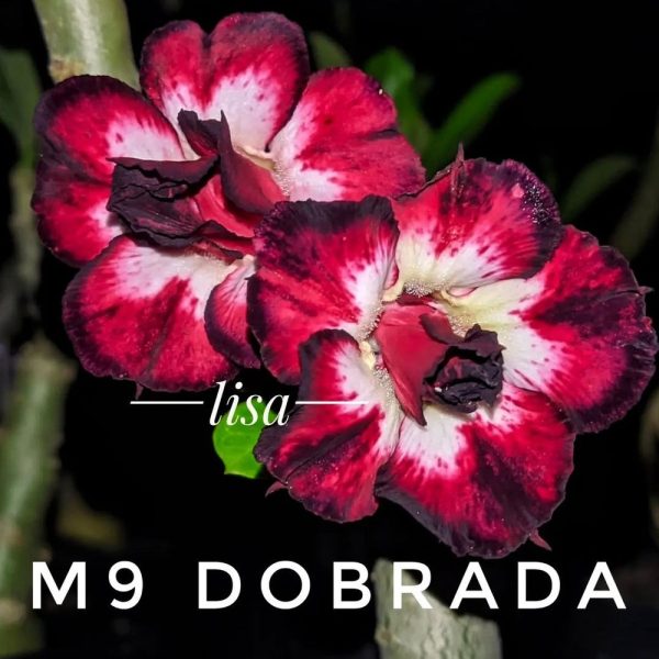 M9 Dobrada (Mesclada)