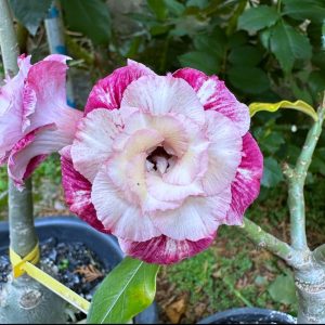 Podadinha - Rosa do Deserto Artemisia (Rosa Florífera)