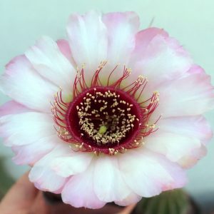Lobivia Jajoiana Branca