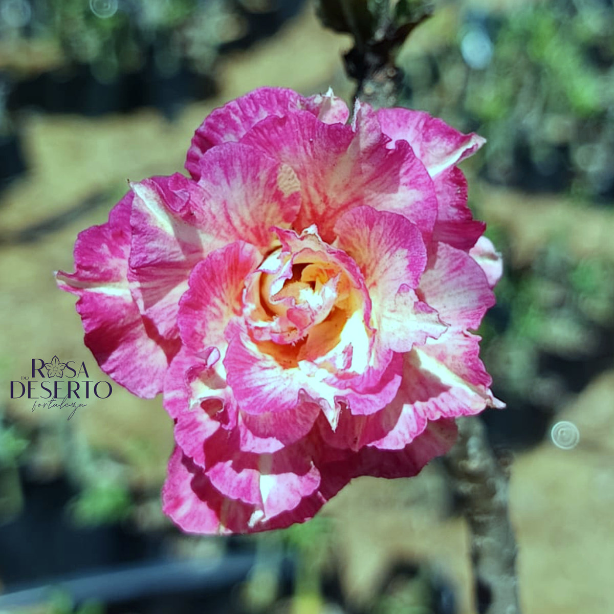 Rosa do Deserto Podadinha - Rosa do Deserto Glamour (Pink Florífera) - Podadinhas - RDF Fortaleza
