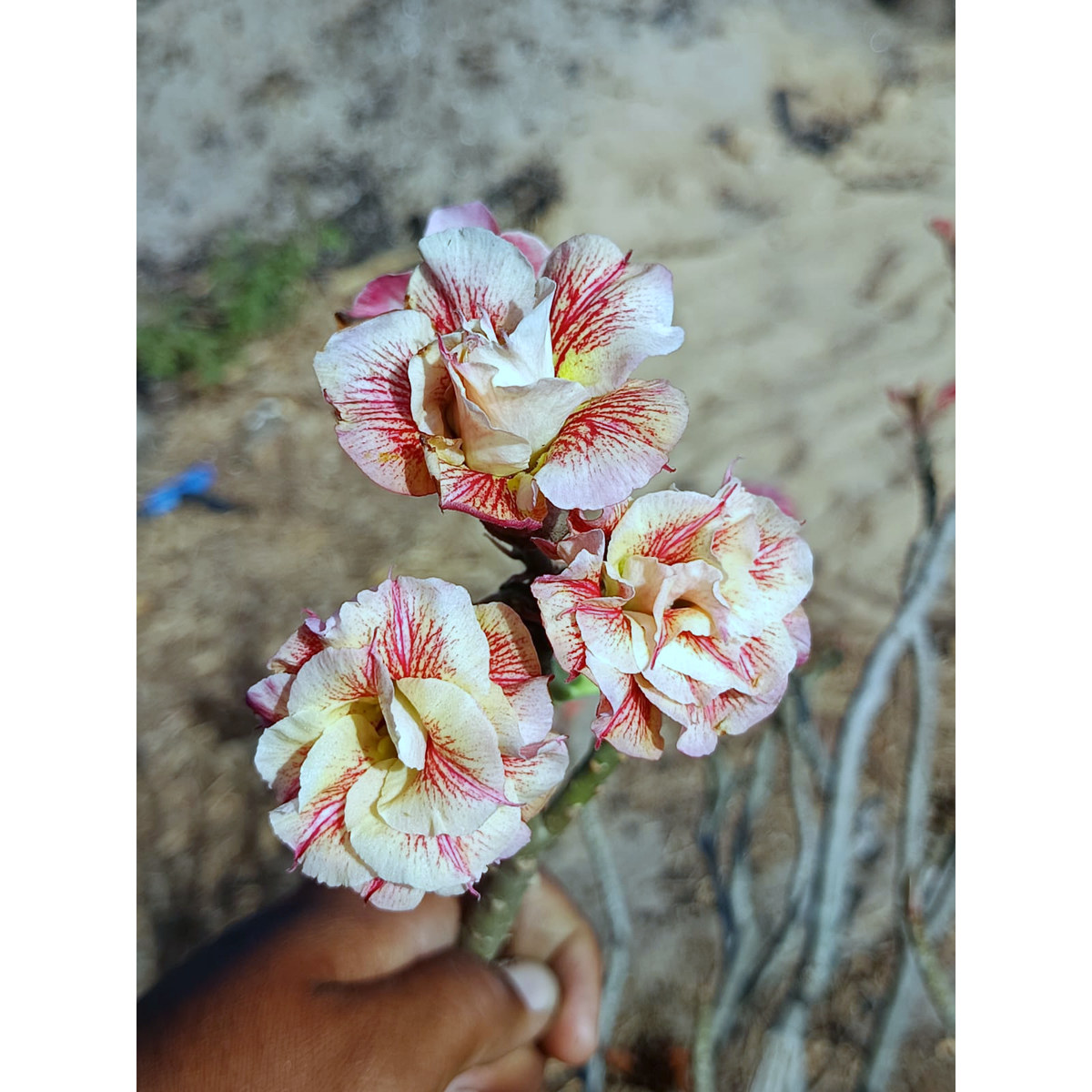 Rosa do Deserto Podadinha - Rosa do Deserto Deusa do Vento (Rosa Florífera) - Podadinhas - RDF Fortaleza
