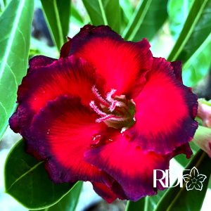 Rosa do Deserto Podadinha - Rosa do Deserto Dragon Bloods (Negra) - Podadinhas - RDF Fortaleza