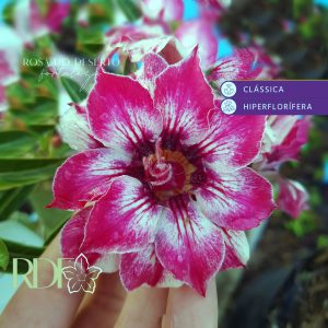 Rosa do Deserto Podadinha - Rosa do Deserto mademoiselle (Negra) - Podadinhas - RDF Fortaleza